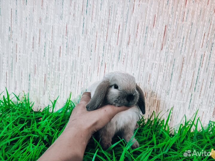 Карликовый кролик - супер мини, ручной, добрый