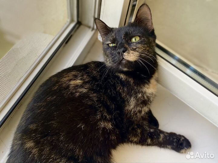 Черное Золото, а не кошка