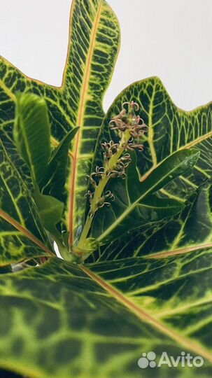 Кротон для интерьера, высокий