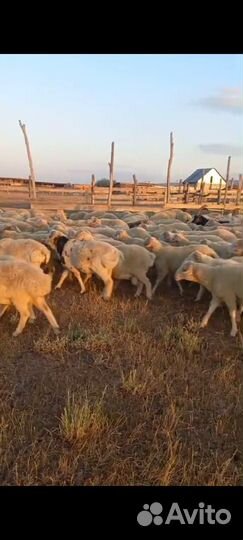Овцы бараны