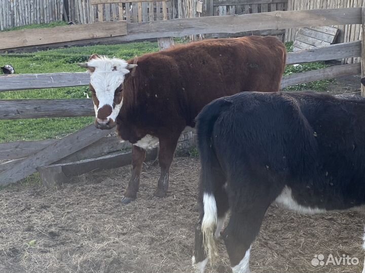 Бычки телки