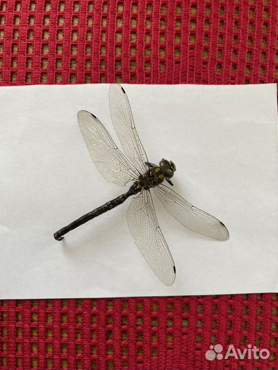 Стрекоза сушеная для поделок