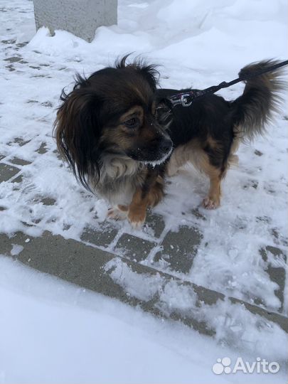 Собаки мальчики в добрые руки