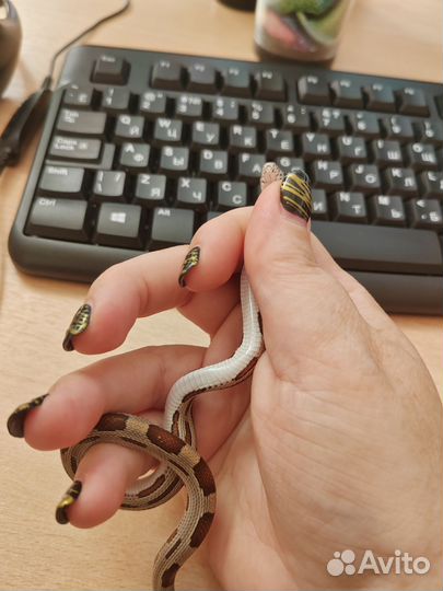 Маисовый полоз