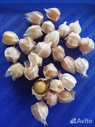 Физалис земляничный