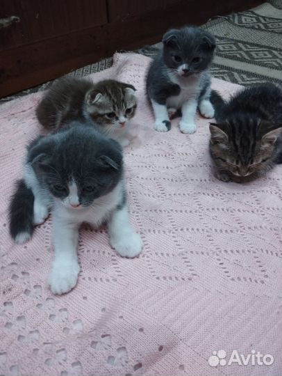 Шотландские котята