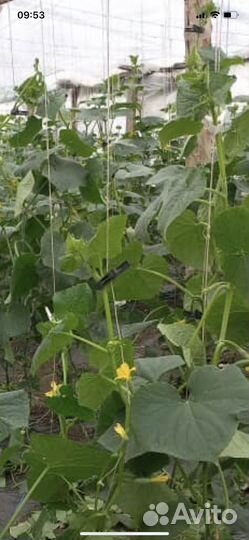 Стаканчики для рассады