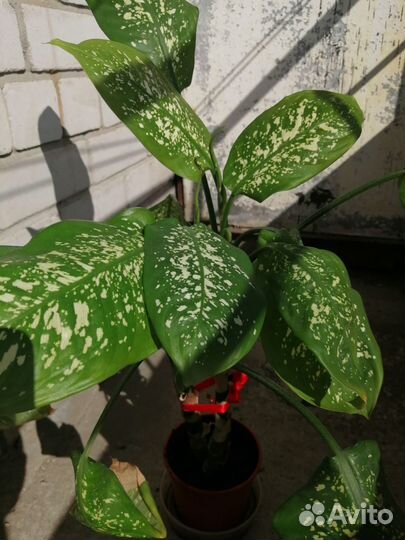 Диффенбахия