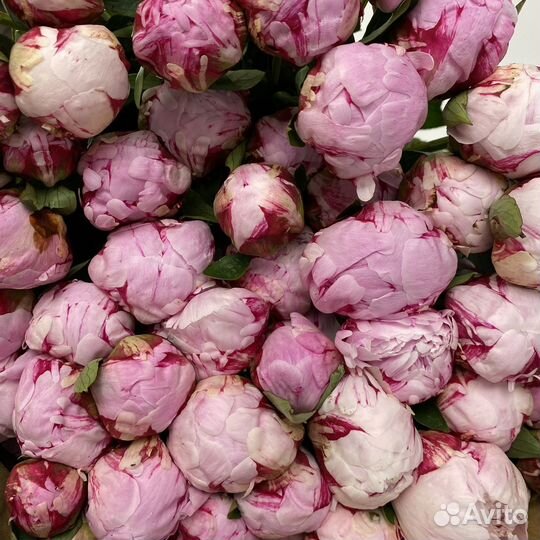 Пионы оптом