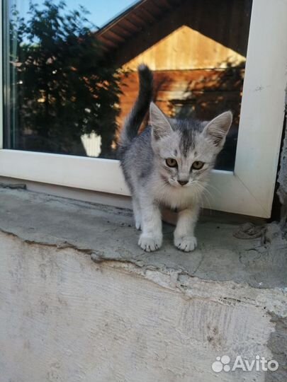 Кошка в дар