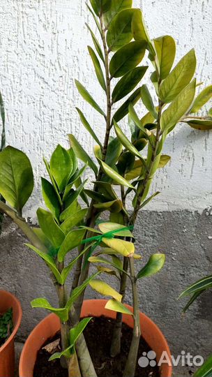 Цветок Сансевиерия