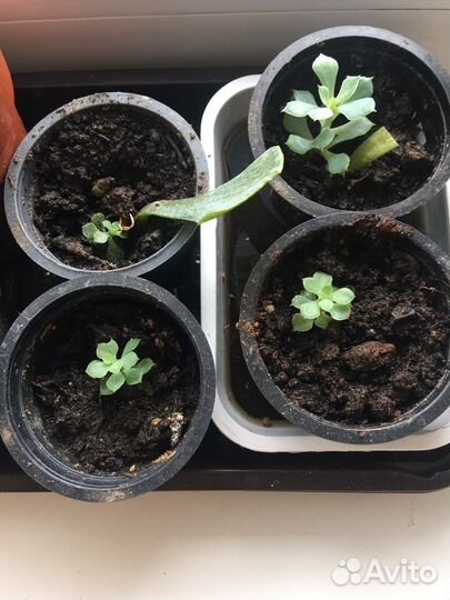 Цветы суккуленты