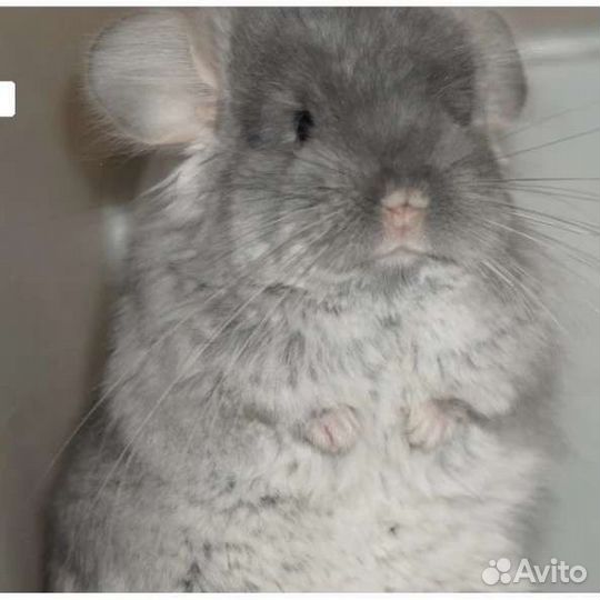 Шиншилла мальчик ангора