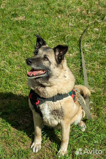Добрая собака Стив в добрые руки