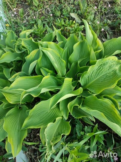 Хоста растение