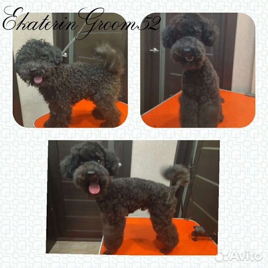 Грумер. Стрижка собак и кошек