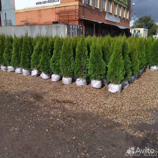 Туя Смарагд 1,4м