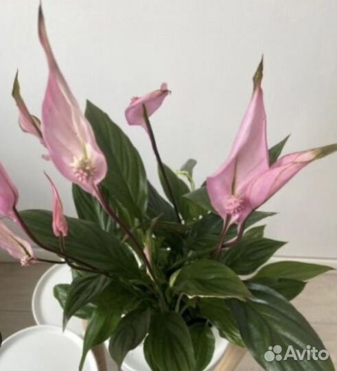 Спатифиллум беллини пинк - женское счастье