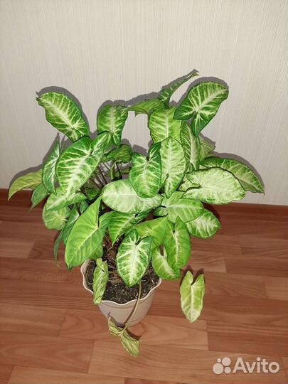 Сингониум отростки, спатифиллум, женское счастье