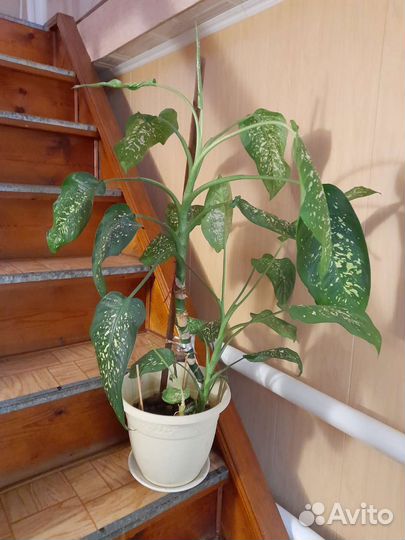 Диффенбахия