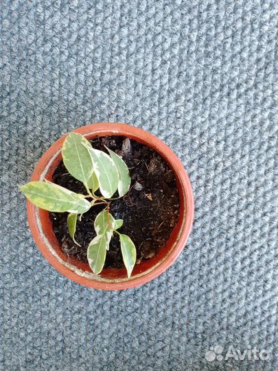 Фикус кинки