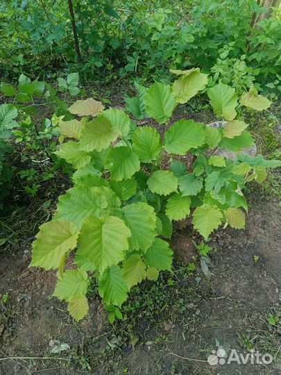 Лесной орех