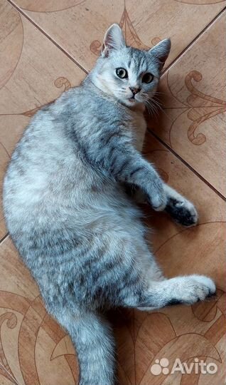 Котик в добрые руки