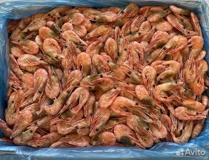 Северная креветка 150+