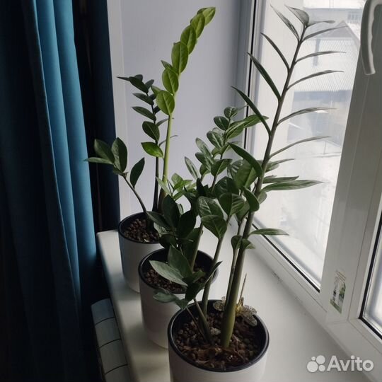 Замиокулькас