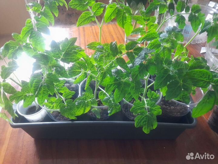 Рассада помидор комнатных балконных