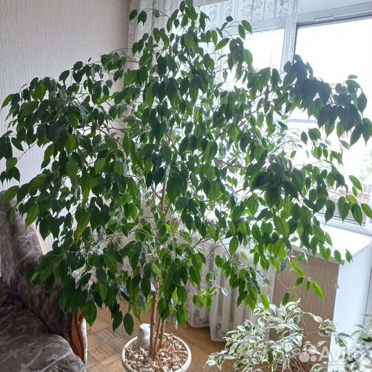 Фикус бенджамина большой