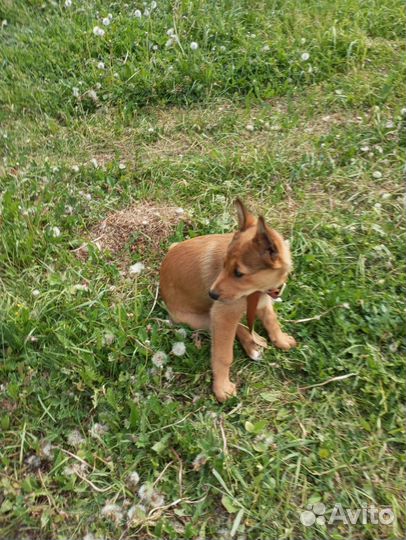 Щенок в добрые руки бесплатно