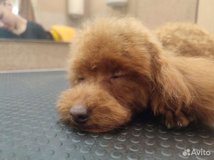 Грумер (Стрижка собак и кошек)