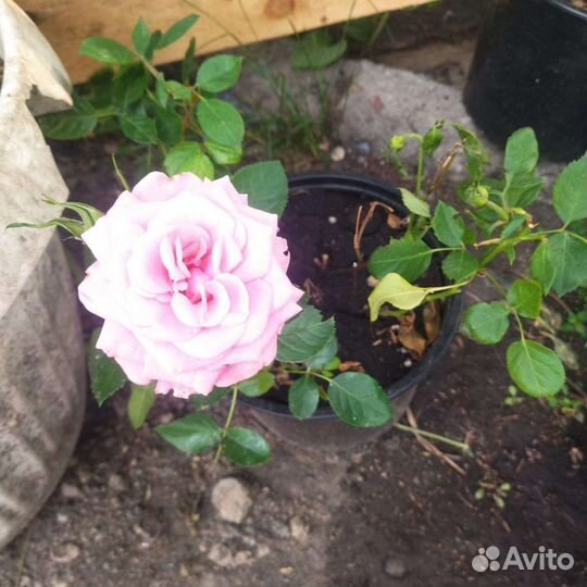 Роза в горшке