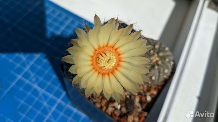 Кактусы и суккуленты