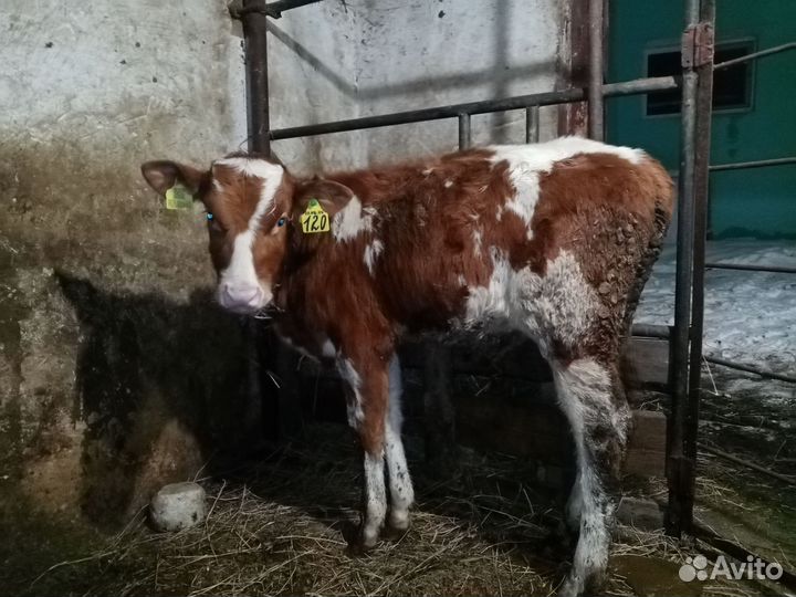 Бычок и телёнок