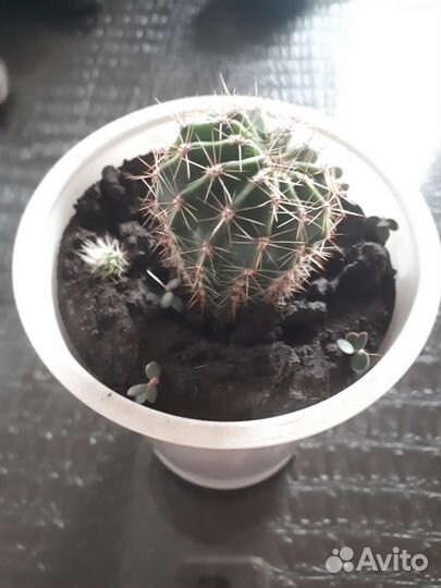 Отдам Золотой Ус, алоэ, каланхоэ, кактус