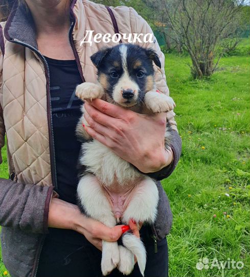 Щенки ищут дом