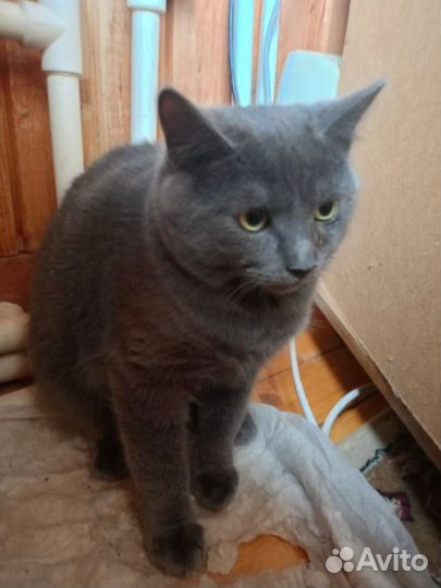 Котята Курильский бобтейл. Владимирская обл