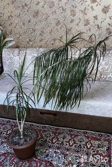 Комнатный цветок (Драцена)