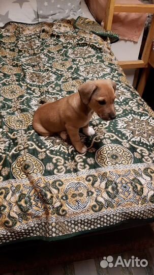 Щеночек метис