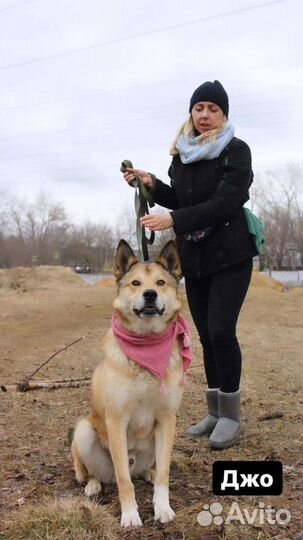 Собака в добрые руки