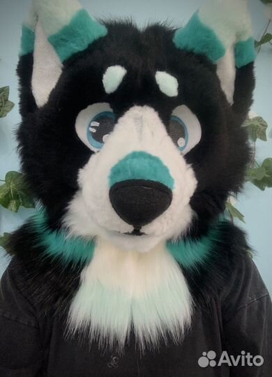 Фурсьют собаки