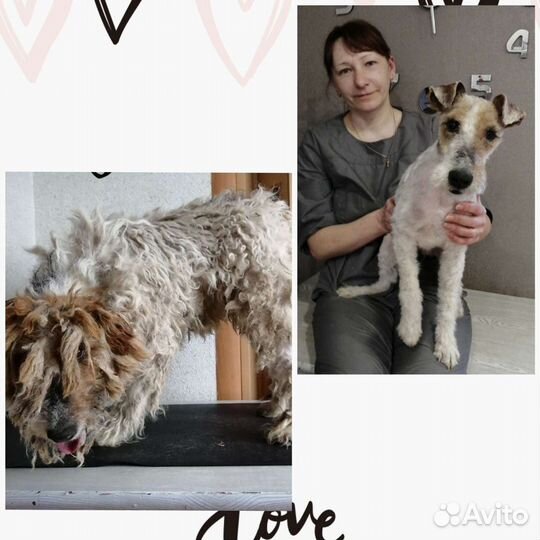 Стрижка собак и кошек