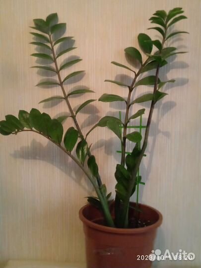 Замиокулькас