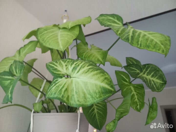 Сингониум,сциндапсус,традесканция