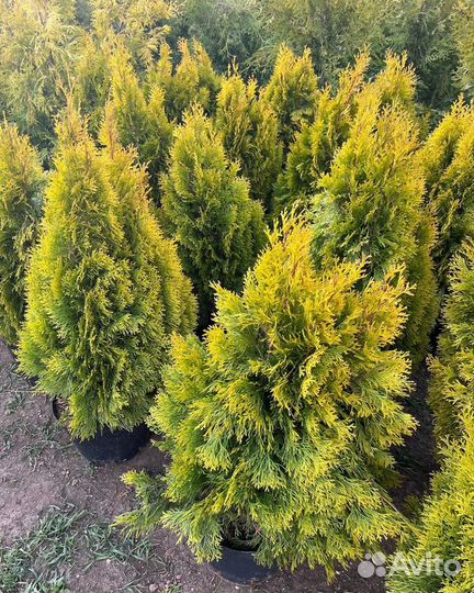 Ели, туи и можжевельники средние и крупные саженцы