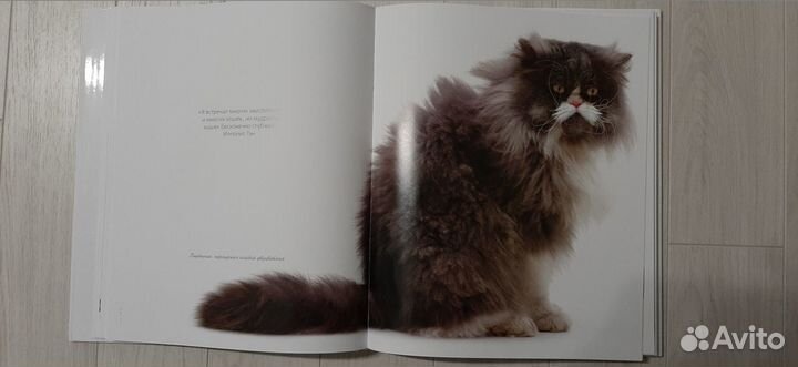 Жизнь кошек - Подарочное издание
