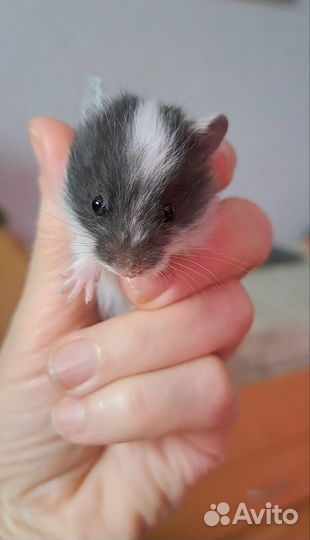 Хомяки сирийские