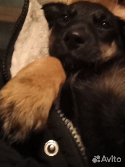 Щенок-девочка